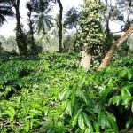 acque-reflue-del-caffe-per-produrre-energia