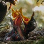 febbraio-2020-ecco-come-sfamare-10-miliardi-di-persone-in-modo-sostenibile