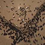 gennaio-2019-mangiare-meno-carne-e-la-cosa-migliore