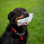 marzo-2019-maggie-il-cane-green